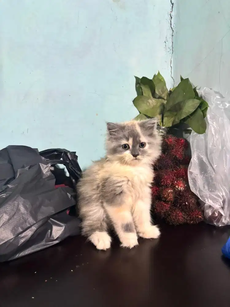 Kitten Anak Kucing Anggora Mix Persia