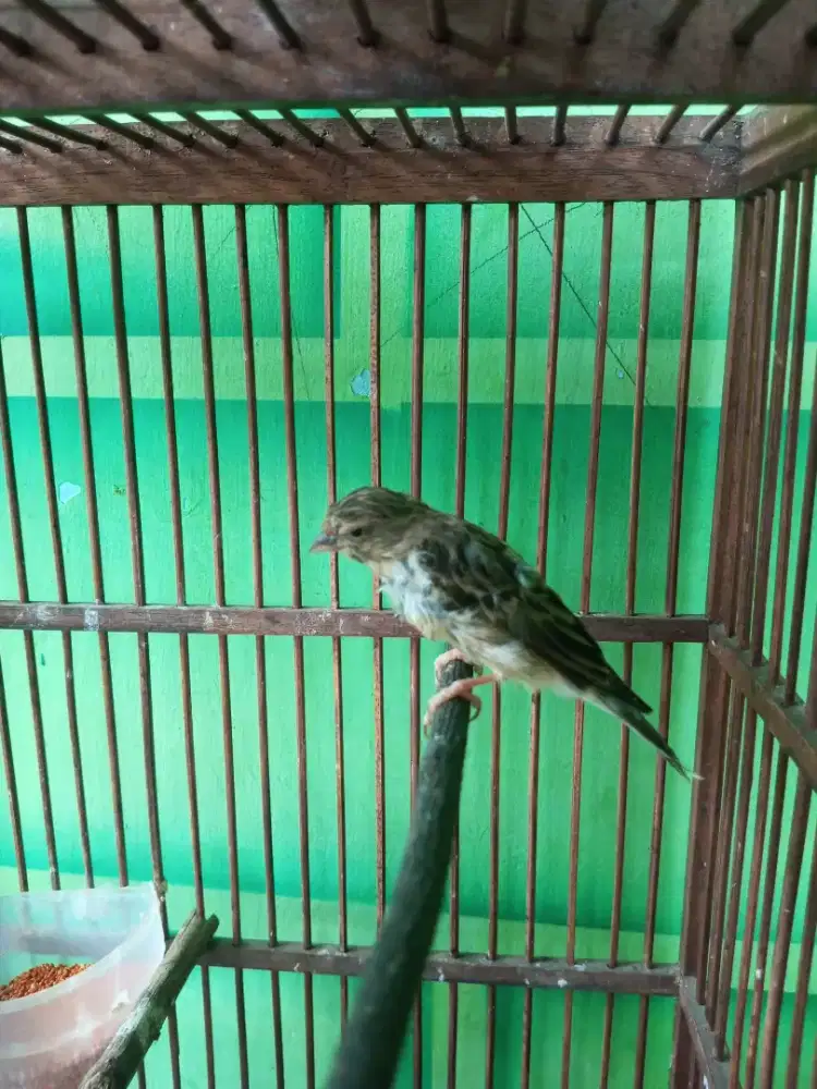 Blacksthroath betina babon