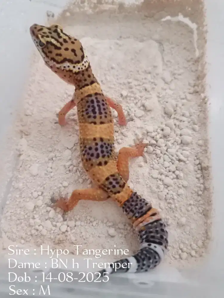 Baby leopard gecko