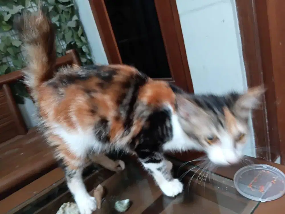Sepasang calico betina umur 3 bulan
