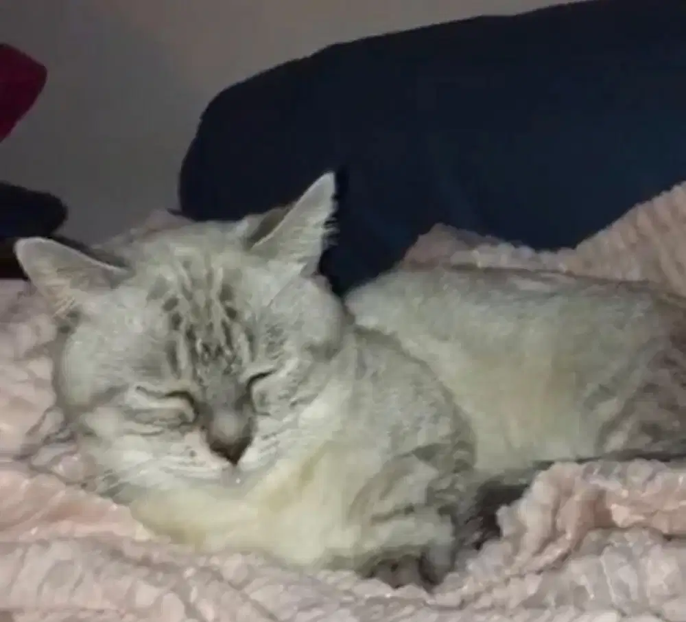 Kucing munchkin bsh british shorthair