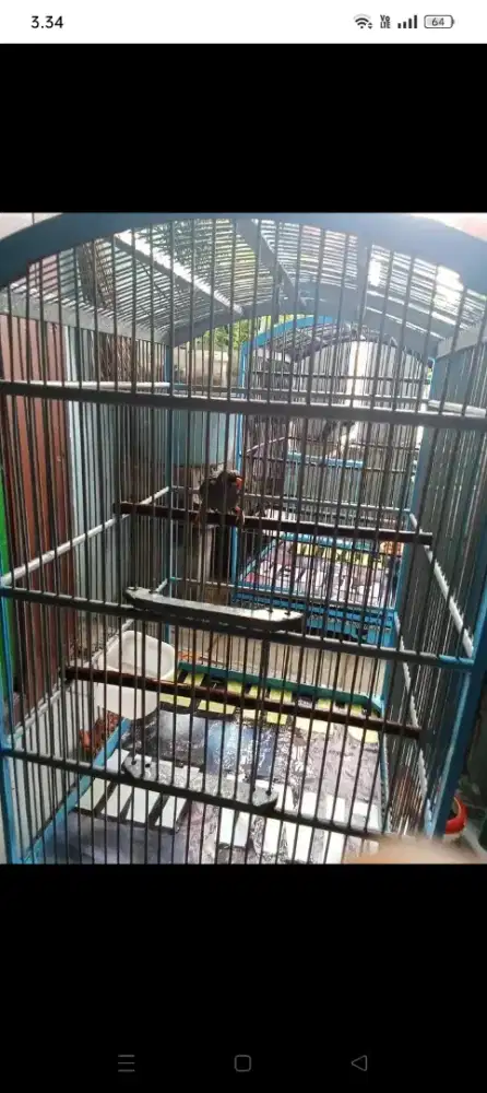 Burung Poksay Mandarin fulset kandang