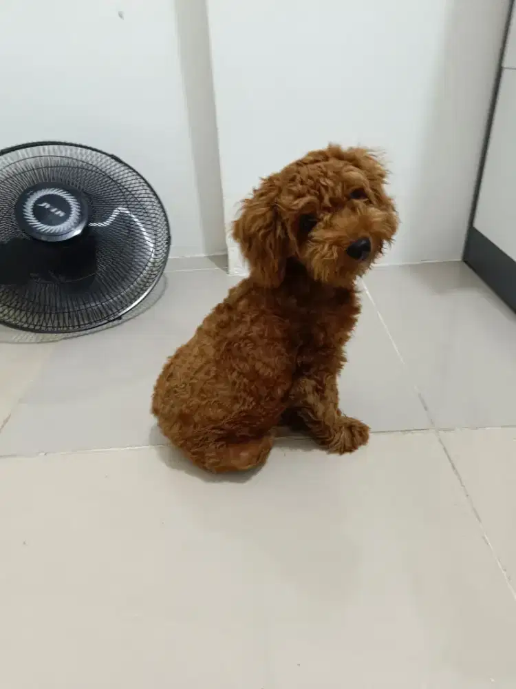 Anjing jenis mini tiny poodle