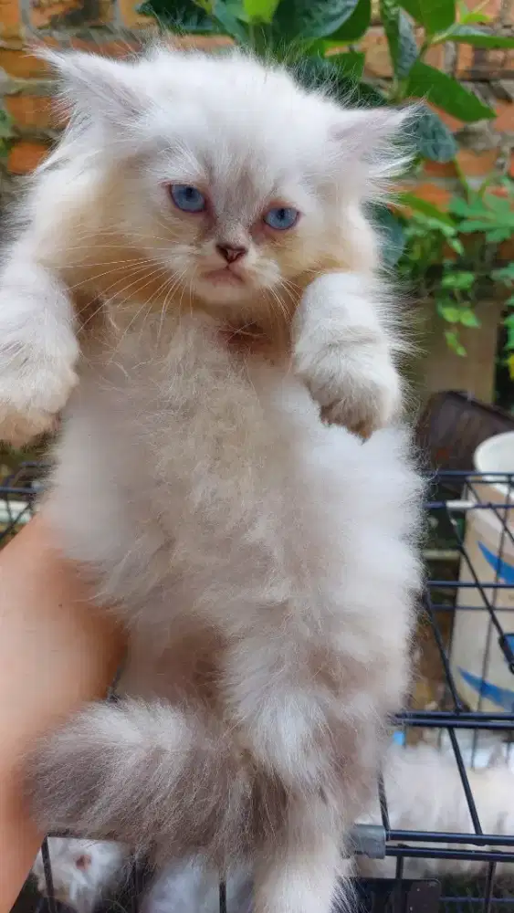 kucing persia 2,5 bulan
