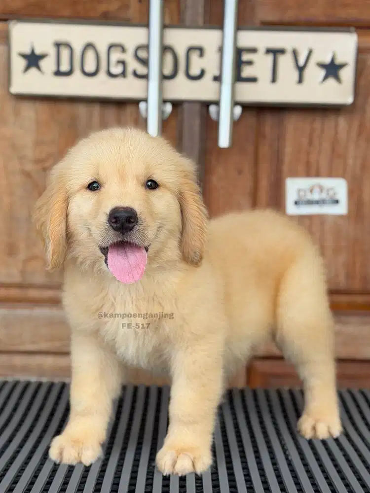 Golden Retriever Puppy Ceria