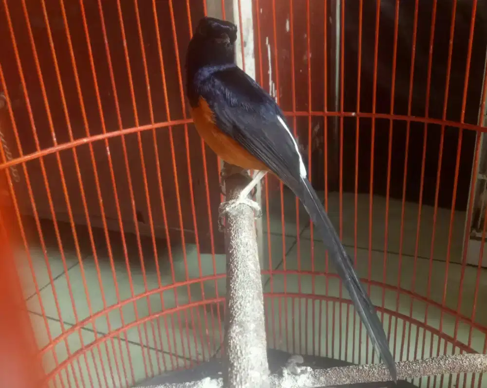 Murai batu Medan  gacor