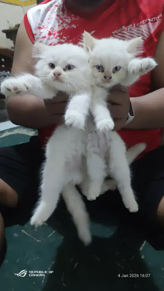 Lepas Adopt kitten 2 bulan++