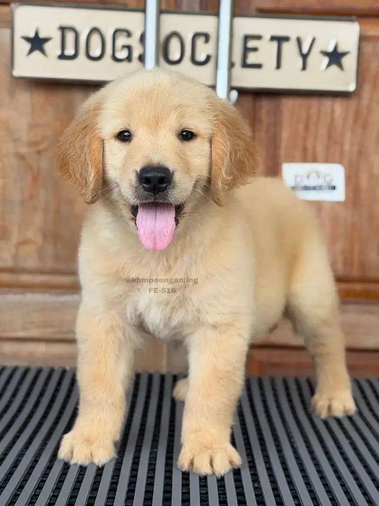 Golden Retriever Imut dan Ramah