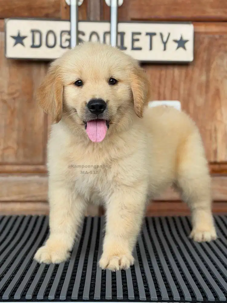 Puppy Golden Retriever Manis