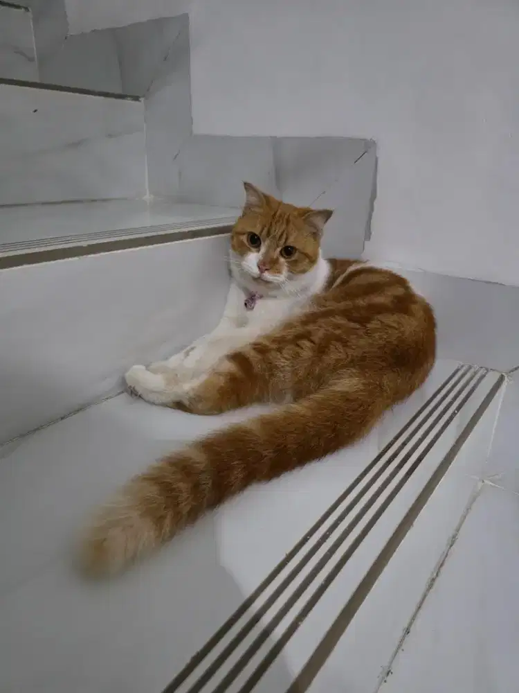 Kucing scoottish fold short hair