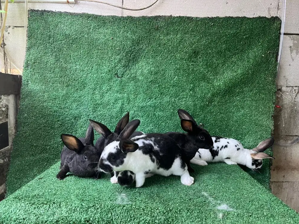 Kelinci Rex kelinci hias rex rex bulu halus rex karpet