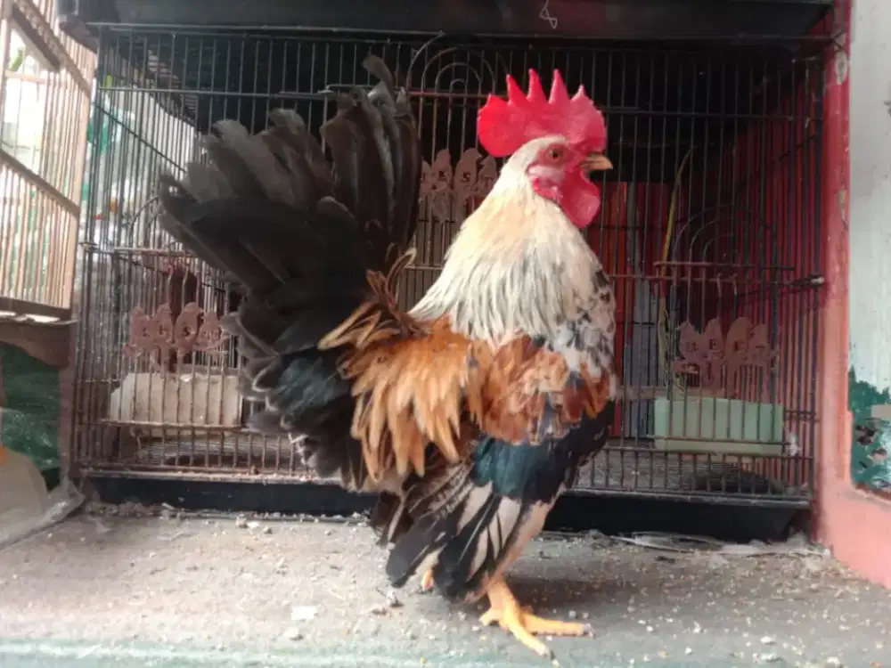 Ayam Kate Jejangkar mulus no mines, siap kawin