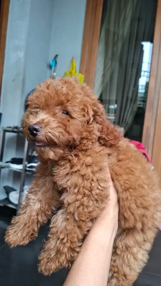 OPEN ADOPT PUPPY RED TOY POODLE BETINA (STAMBUM DAN VAKSIN)