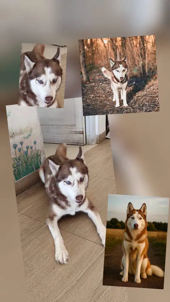 Jual anjing Husky betina