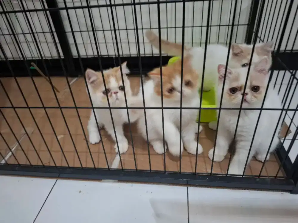 Kitten persia exo peaknose longhair