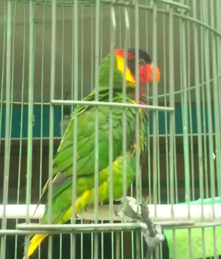 Lovebird warna 1,5 juta fulset semi jinak
