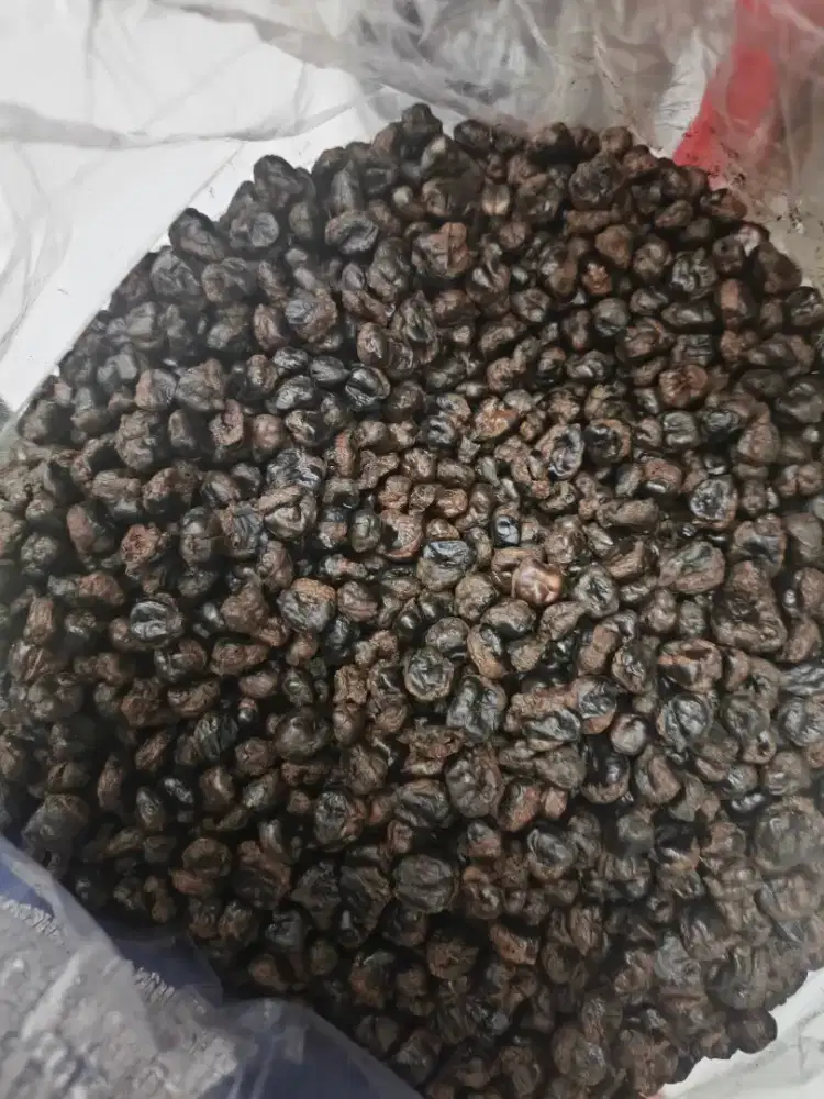 CUCI GUDANG biji jagung roasted utk kopi jagung seduh (TOTAL 33KG)