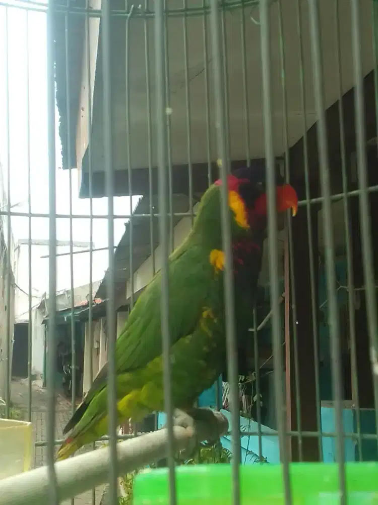 LOVEBIRD JOSAAN SEMI JINAK BRISIK 1,5 JUTA FULSET