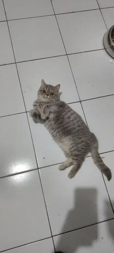 British Short Hair BSH Betina 5 bulan