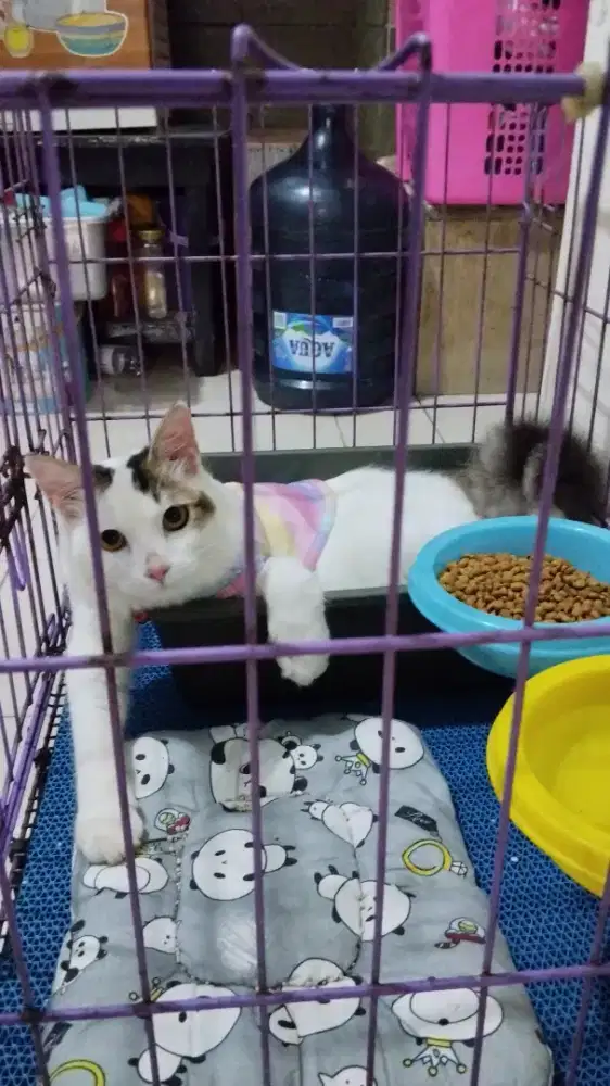 Dimaharin ja kucing jantan usia 8bulan