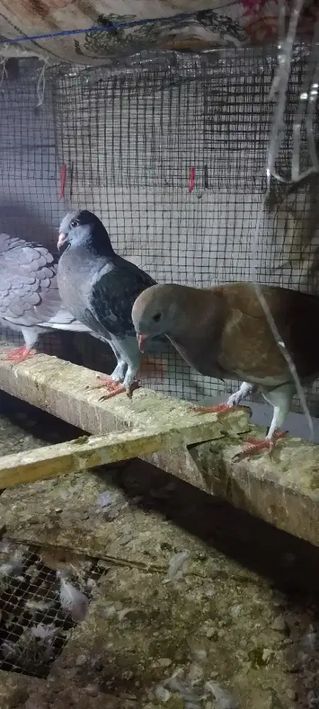 Merpati santinet mix