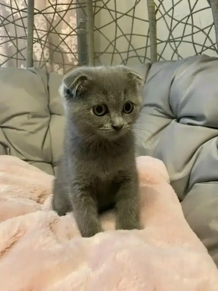 Scottish fold female
