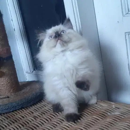 Kucing Persia Medium Betina