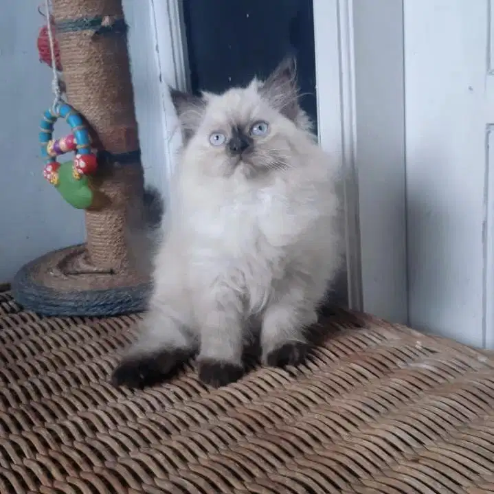 Anakan Kucing Persia Betina