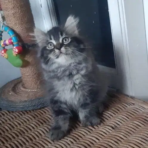 Anakan Kucing Persia Betina 2