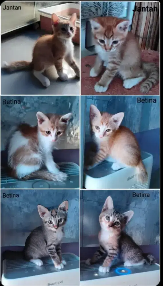 Kucing mixdom persia