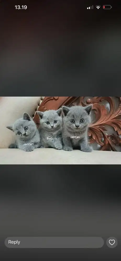 British Short Hair Pure