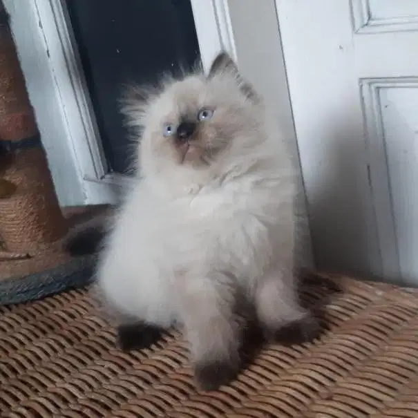 Anakan Kucing Persia Jantan