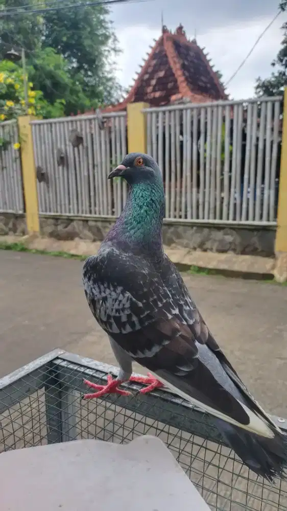 Merpati kolong bebas pasangan, status setengah jalan