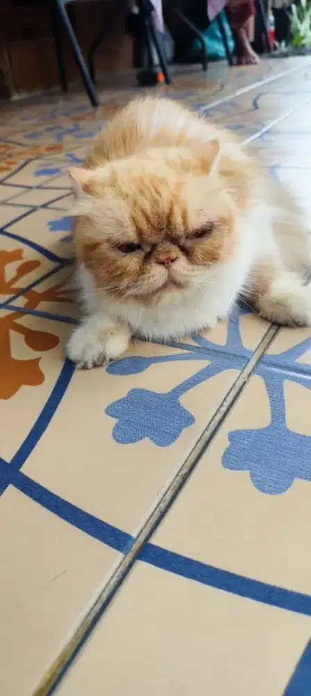 Kucing Persia Peaknose