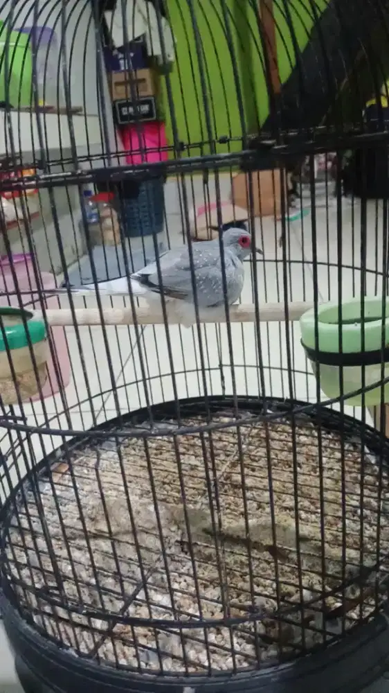 Perkutut mutiara australia