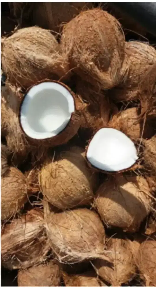 di butuhkan pekerja yang mau kupas kelapa