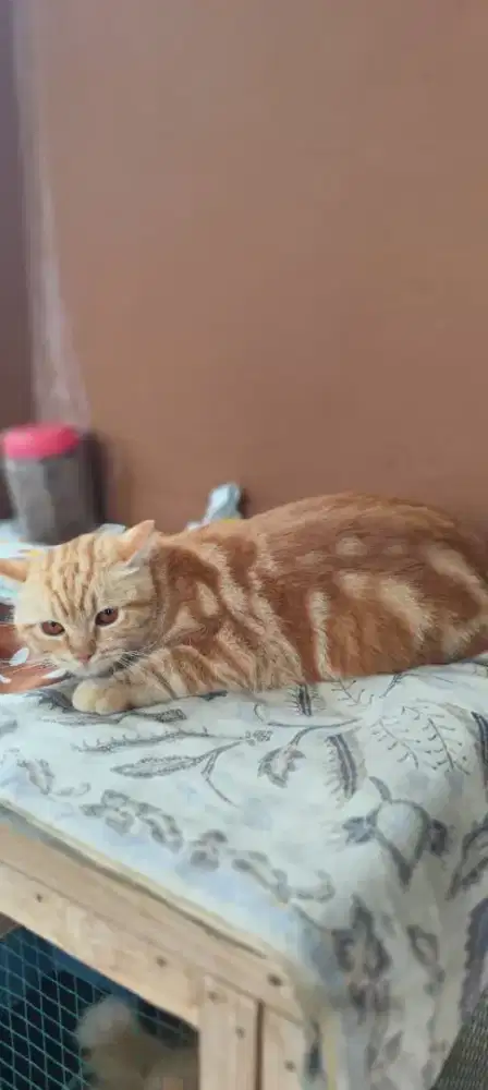 Kucing Persia Marble