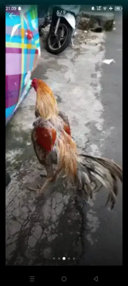 Ayam  Birma  telor biru