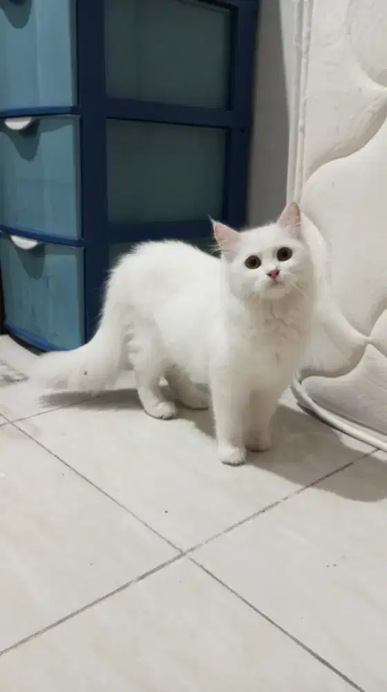 Betina All White 4 bulan Gembull