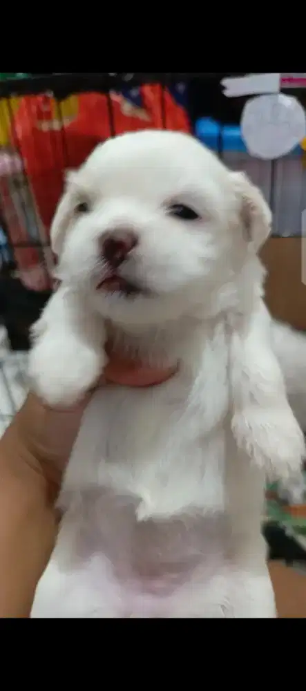 Anakan shitzu maltese