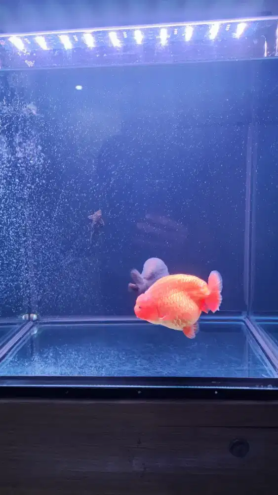 Goldfish Ranchu Mas Koki