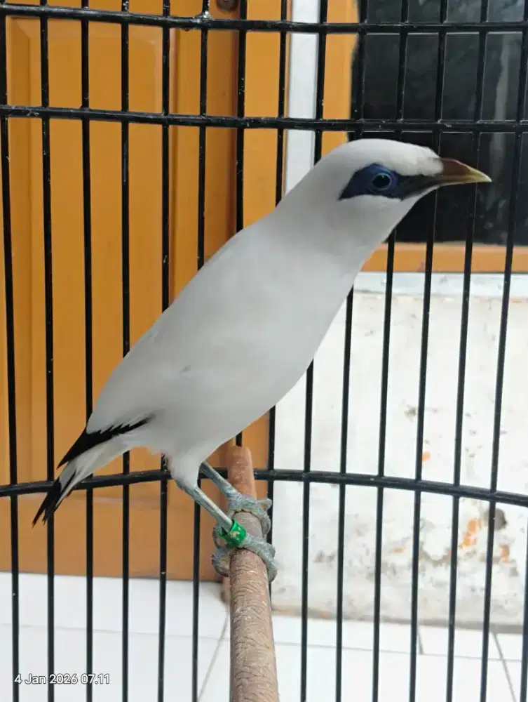 Burung masi mudah mulus