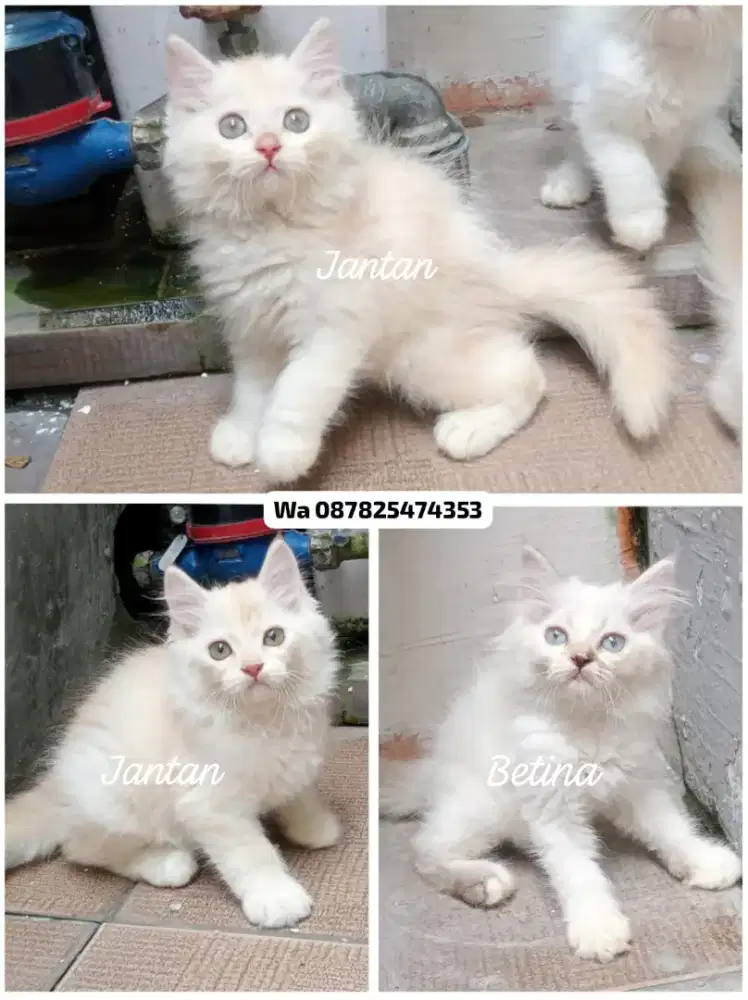 Kucing persia gimbul