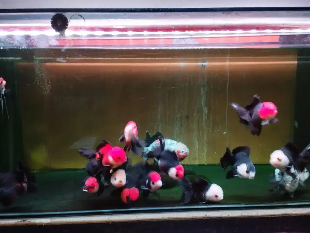 Ikan mas koki /goldfish