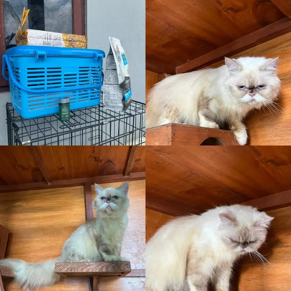 Kucing persia peaknose