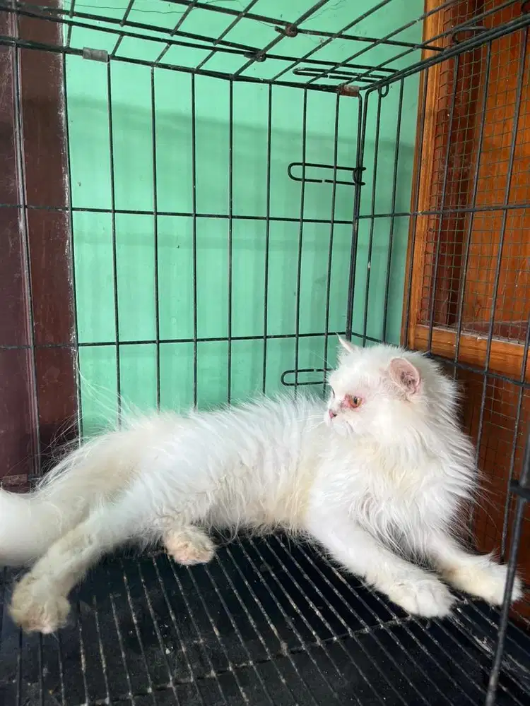 Kucing persia indukan