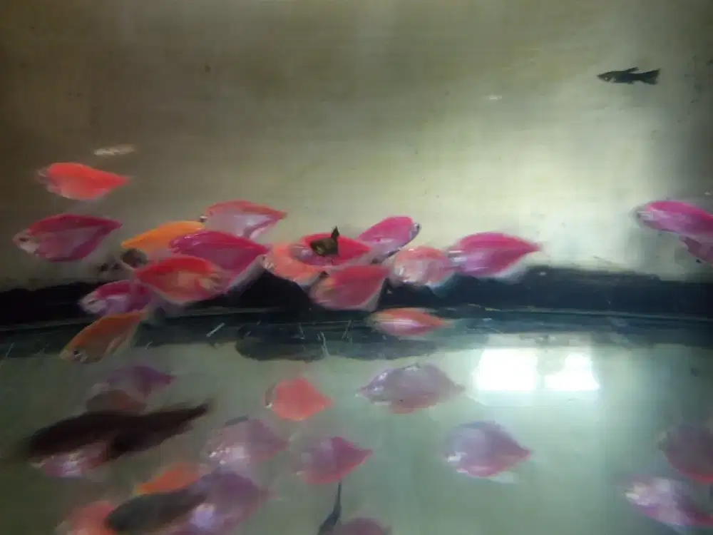 Ikan hias glowfish 4-5 cm