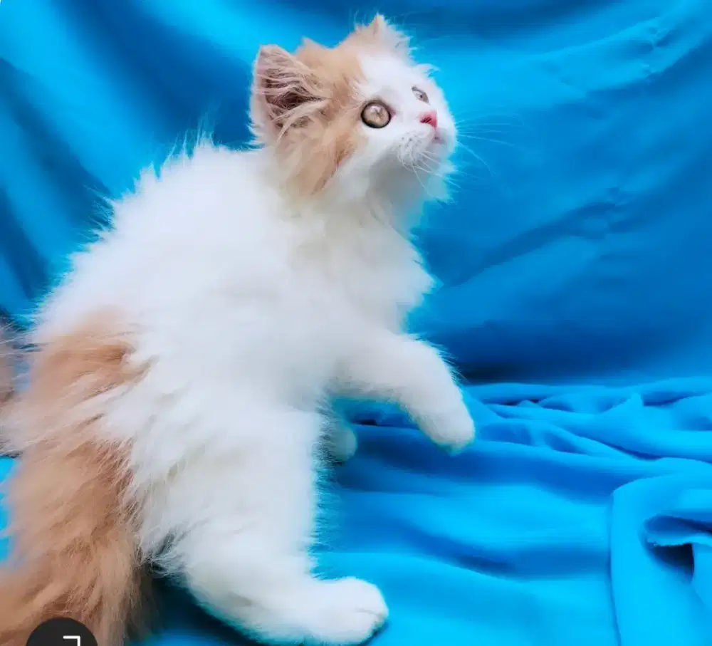 lepas adopsi Kitten Persia anak Kucing Persia di Palembang
