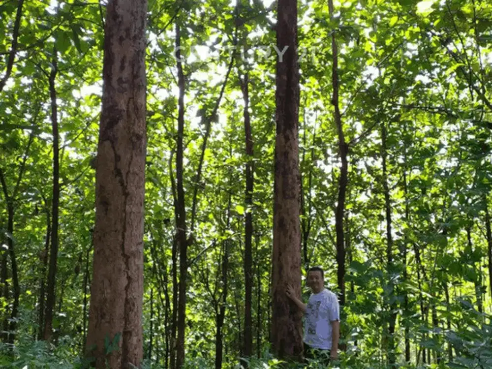 Tanah Luas Sudah Ada Pohon Jati Bisa Di Panen Di Sukabumi Jabar