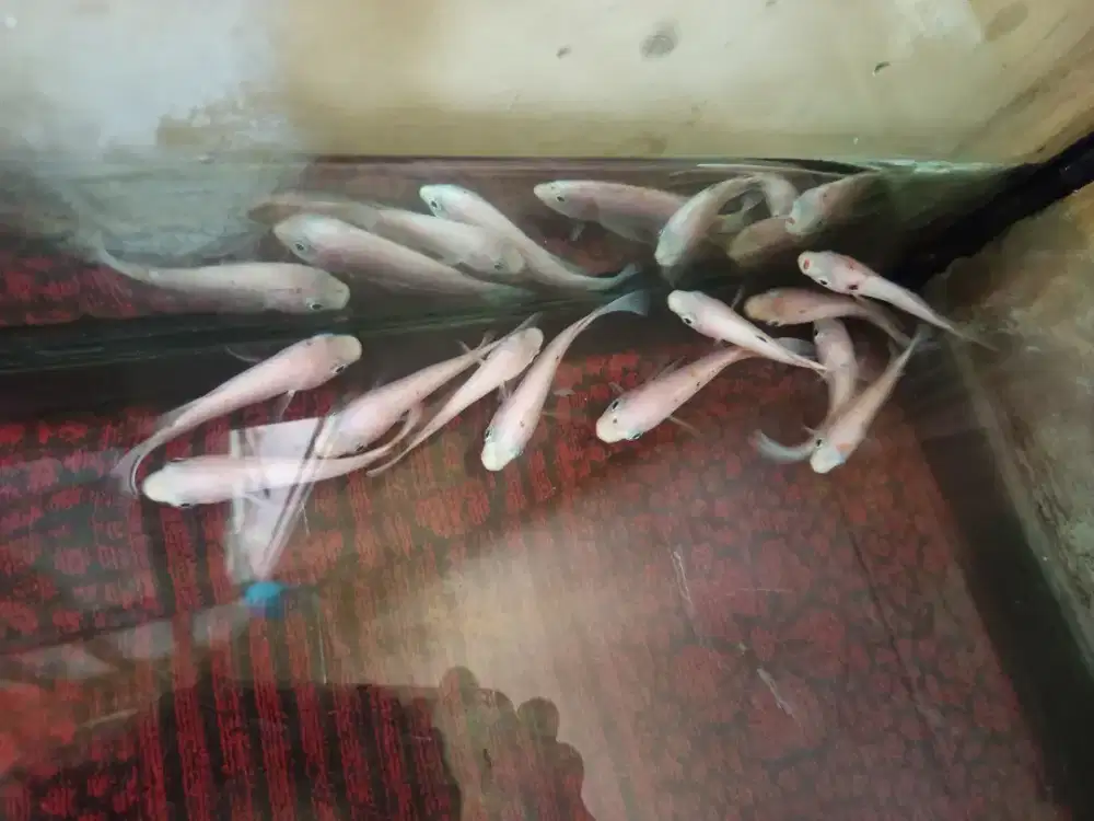 Ikan nila merah size 8-10 cm kurleb